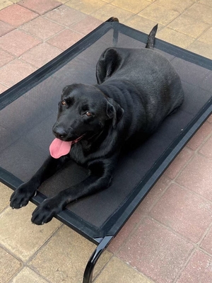 Metalen frame huisdier wieg bed voor honden aangepaste kleur en verhoogd comfort gegarandeerd