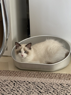 Handwas Groot huisdier Kattenpotten Pan Solid Patroon Handschoonmaak Kitty Kat Toiletdoos