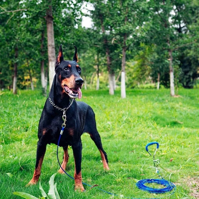 Huisdieren Outdoor Products Tie Out Stake voor honden Shipping Port Shanghai of Nanjing Port
