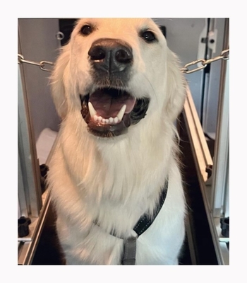 2023 en veilige handmatige loopband voor honden Aluminium frame 43kg/50kg Capaciteit extra groot