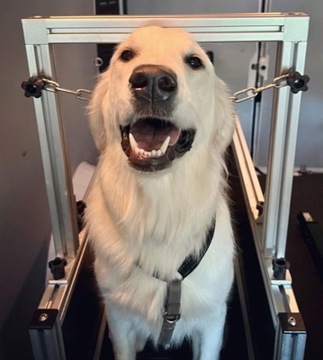 Anodiserende en zandgeblazen afwerkingsband voor honden voor effectieve trainingen van huisdieren