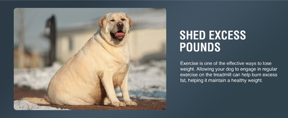 Alipetsmile's Stijlhondenscooter De ultieme oplossing voor de fitnessbehoeften van middelgrote honden