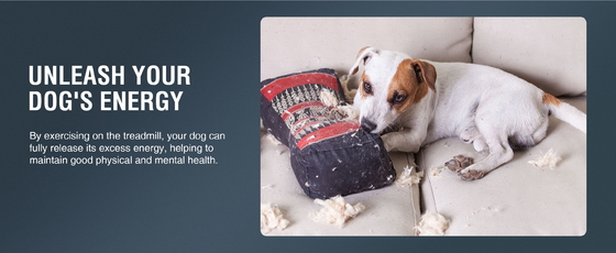 Shanghai of Nanjing Port Gemakkelijke verzending voor onze hond wandelmachine loopband