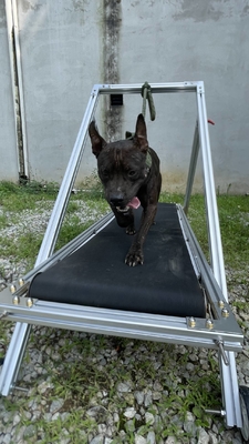 Hondenbeweging Slatmill Huisdieren loopband Wandelmachine voor Pit Bull Stocked Carpet Mill
