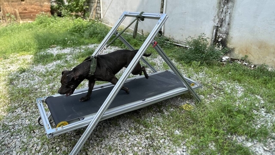 Hondenbeweging Slatmill Huisdieren loopband Wandelmachine voor Pit Bull Stocked Carpet Mill