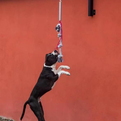 Grote hond veerstok-set zwaar en duurzaam voor honden tot 105lbs/210lbs